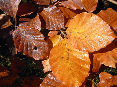 feuilles de hêtres marron